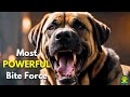 TOP 5 DOG BREEDS With The Most Powerful Bite Force