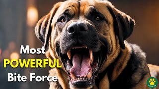 TOP 5 DOG BREEDS With The Most Powerful Bite Force!