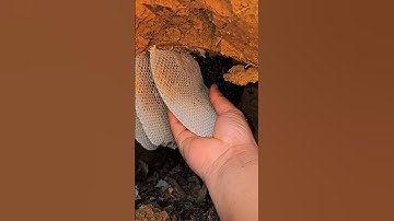 The honey bee kingdom is hidden deep underground.😲🐝🐝 #bees #naturebee