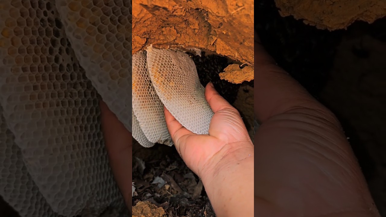 The honey bee kingdom is hidden deep underground.😲🐝🐝 