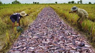 Amazing Top10 Videos Catching & Catfish - Best Fishing Using Hands After Raining