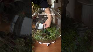 Begonia Propagations #biophilicdesign #plants #indoorplants