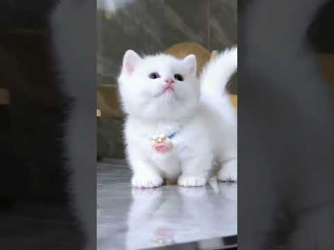 Cute whie fur ball🥰🤍💭 | #shorts #cat #cats #catshorts