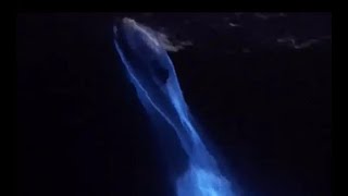 Glowing blue dolphins| CCTV English