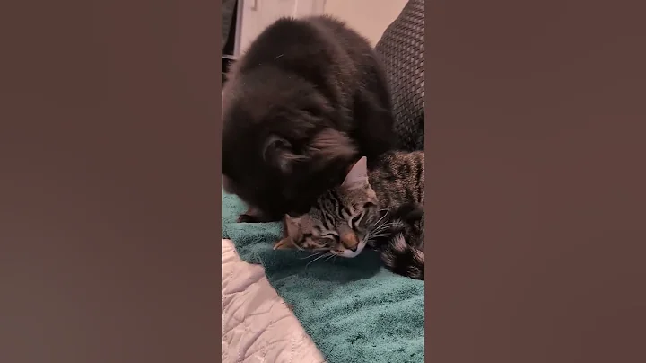 Watch the video about @lkpnwadventures