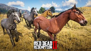 DOMANDO CAVALOS - Campeonato de Doma de Cavalo - Red Dead Redemption 2