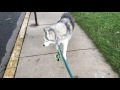 Stubborn husky is protests walk