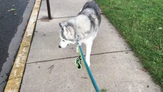 Stubborn husky is protests walk