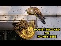 Honey Buzzard vs Honey bee || Hunting tricks of Honey Buzzards--Honey Buzzards hunt Honey bees nest