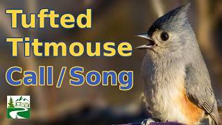Tufted titmouse call / singing / song / sounds