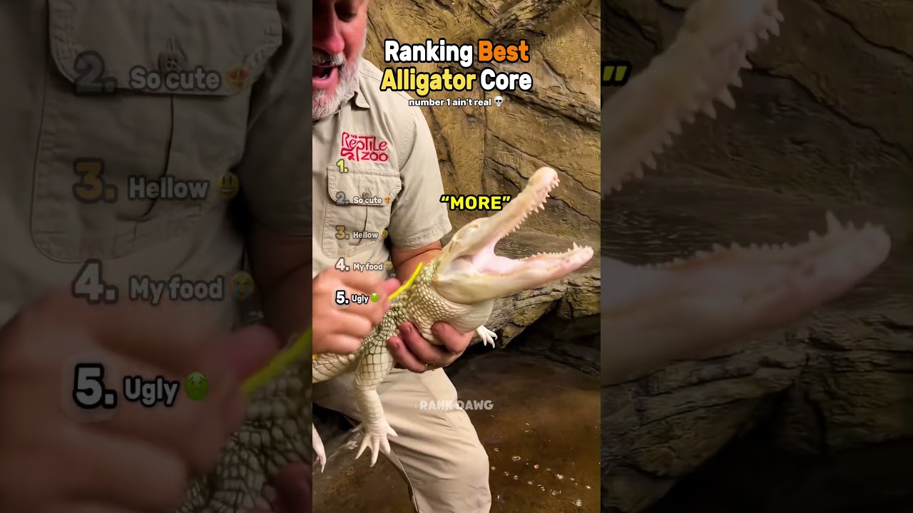Ranking Best Alligator Core (Part 4) 🐊