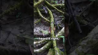 Underground Giants: Roots -  The Hidden Network