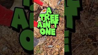 Tree Removal Magic: Witness Mora's Service's Incredible Expertise in Cobb County