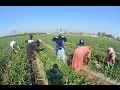 الفلاحين زعلانين وعن " الحكومة