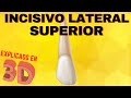 Incisivo Lateral Superior fácil! [ EXPLICADO EN 3D ] Anatomía Dental - Morfología dentaria.