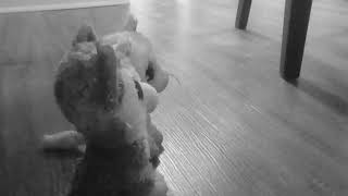 A Thousand Years Music Video Clip - Beanie Boo Cat!