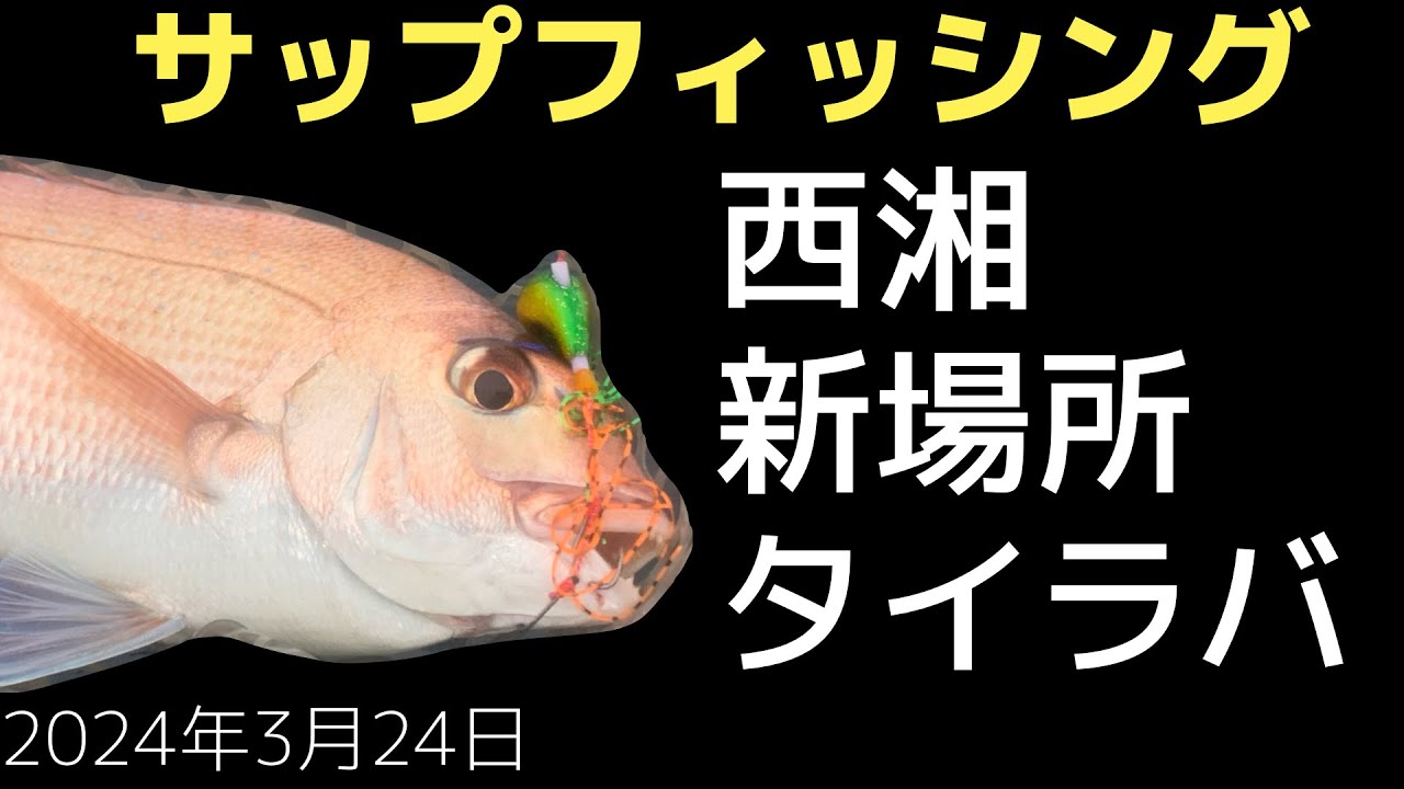 西湘の新場所 タイラバで真鯛とデカいアマダイ 2024年3月24日 SUP