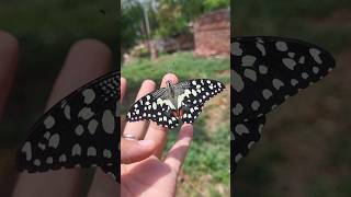 मैंने Butterfly Eggs से तितली निकाली! 🦋😱 #caterpillartobutterfly #butterflylife #caterpillar