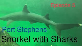 Snorkelling with Sharks in Port Stephens by Swanning Around 85 views 2 months ago 8 minutes