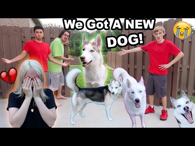 MY DOGS RAN AWAY!! (I CRIED) (PRANK)