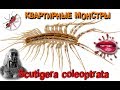Многоножка Scutigera coleoptrata или просто мухоловка Клеопатра