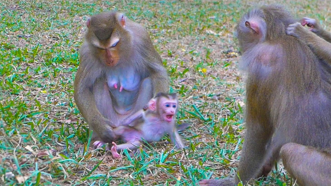 Whoa!! Monkey Luna dare grabbing baby Lily to cuddle while monkey Rainbow is not around