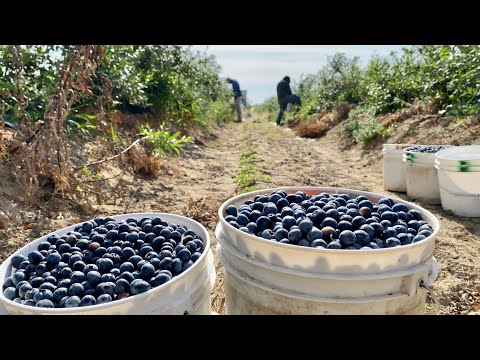Pisca De Blueberry
