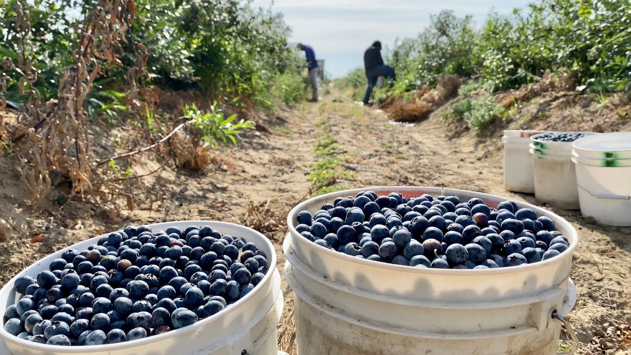 CUANTO SE GANA 💵 EN LA PIZCA DE BLUEBERRY POR CONTRATO EN EEUU ? 🇺🇸🫐Blueberry Harvest