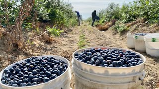 CUANTO SE GANA 💵 EN LA PIZCA DE BLUEBERRY POR CONTRATO EN EEUU ? 🇺🇸🫐Blueberry Harvest