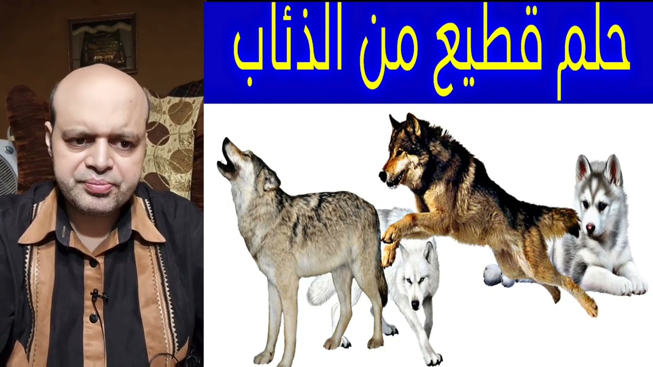 يرمز رؤية قطيع الذئاب في الحلم إلى الخوف والتهديد | تفسير الأحلام: Dream interpretation |محمود منصور