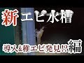 稚エビ発見⁉新・レッドチェリーシュリンプ水槽【エビ水槽】#2【生体導入編】