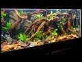 Suriname Toad (Pipa pipa) Aquascape with Underwater Moss Wall