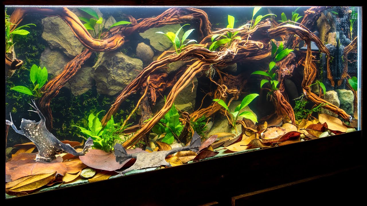 Suriname Toad (Pipa pipa) Aquascape with Underwater Moss Wall