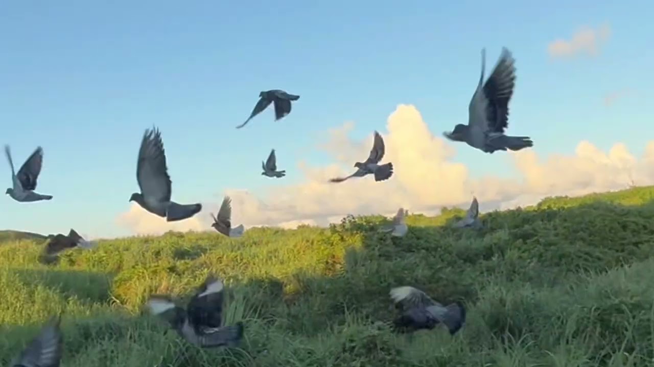 琉球競翔連合会100キロレース