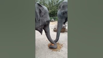 ☕🐘 World’s Most Expensive Coffee Made from Elephant Dung! | Black Ivory Coffee