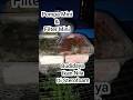 Pompa Mini &amp; Filter Mini || Budidaya Ikan Nila di Sterofoam #Fyp #Shorts #ShortsVideo #Viral