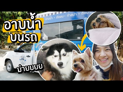 อาบน้ำหมาบนรถ! // รถอาบน้ำเคลื่อนที่! ขนท่วมรถ~