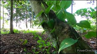 Tagum City LGU man-made forest
