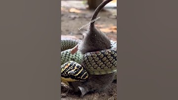 Rắn bay thiên đường bắt chuột | @thegioiran