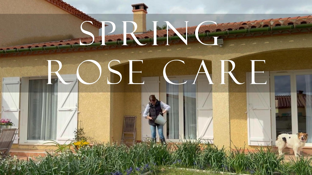 Spring Rose Care in My Cottage Garden | Weeding, Mulching & Feeding Roses