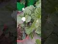 Jasmine plant care tips🪷🌺🌱| मोगरा को कैसे लगाए #garden #trending #shorts #beautiful #flowers #nature
