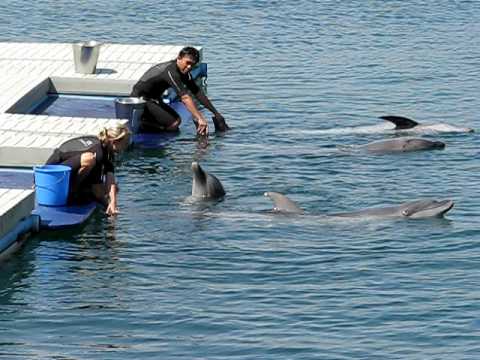 Ocean Adventure Subic Philippines Youtube Ocean Adventure Subic Philippines Youtube