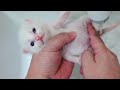 保護子猫10日目 うんちが出る瞬間、無の表情になる子猫がかわいすぎる【瀬戸のベル日記】