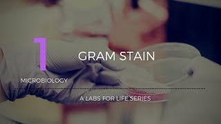 Gram Stain