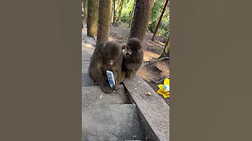 Funny Monkey Zoo 