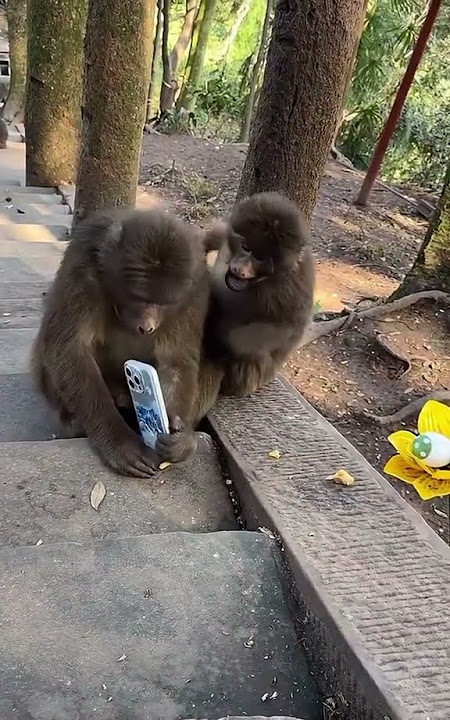 funny#monkey #zoo