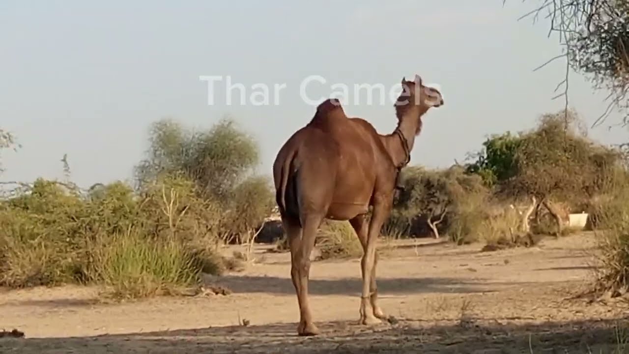 Female camel walking in the forest