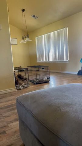 Peppy the Horse Comes into the House for a Visit || ViralHog