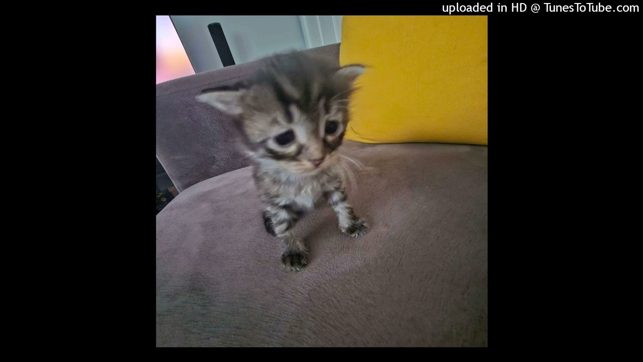 sofia - clairo (hoodtrap remix)