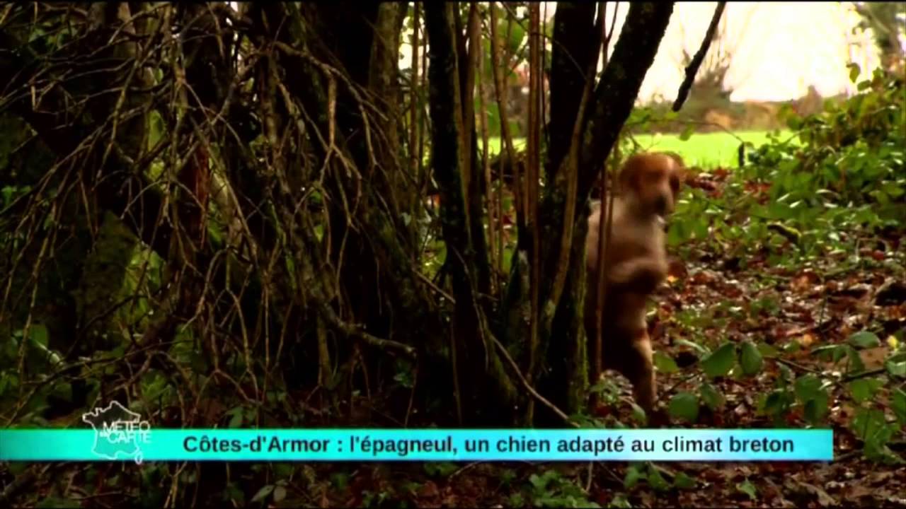 L'Epagneul-Breton